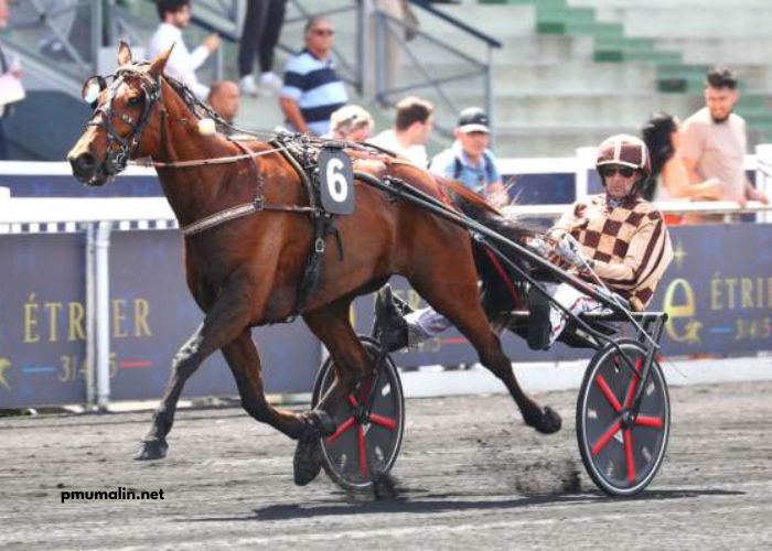 Canalturf Du Jour
