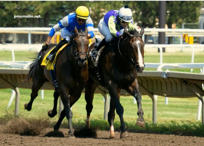 Equidia Turf Pronostic