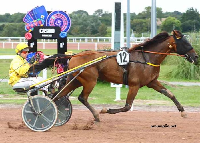 Pmu Malin 100 Ordre