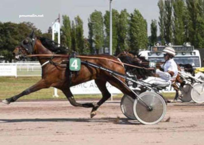 LA Voyeuse Cplemaire