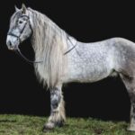 8 Chevaux Turf Magique