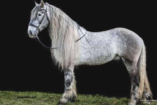 8 Chevaux Turf Magique