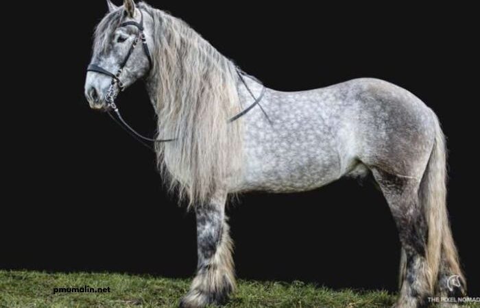 8 Chevaux Turf Magique