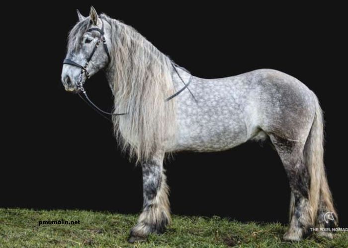 8 Chevaux Turf Magique