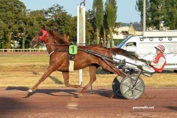 Observateur Du Turf Vip