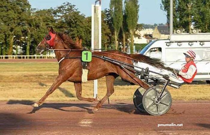 Observateur Du Turf Vip