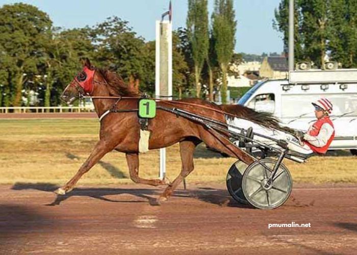 Observateur Du Turf Vip